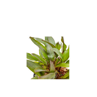 Cryptocoryne lutea Aqua Essentials