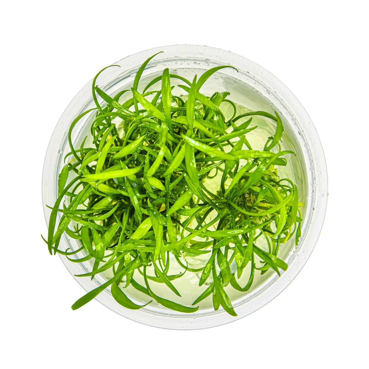 Tropica Cryptocoryne parva 1-2-GROW!