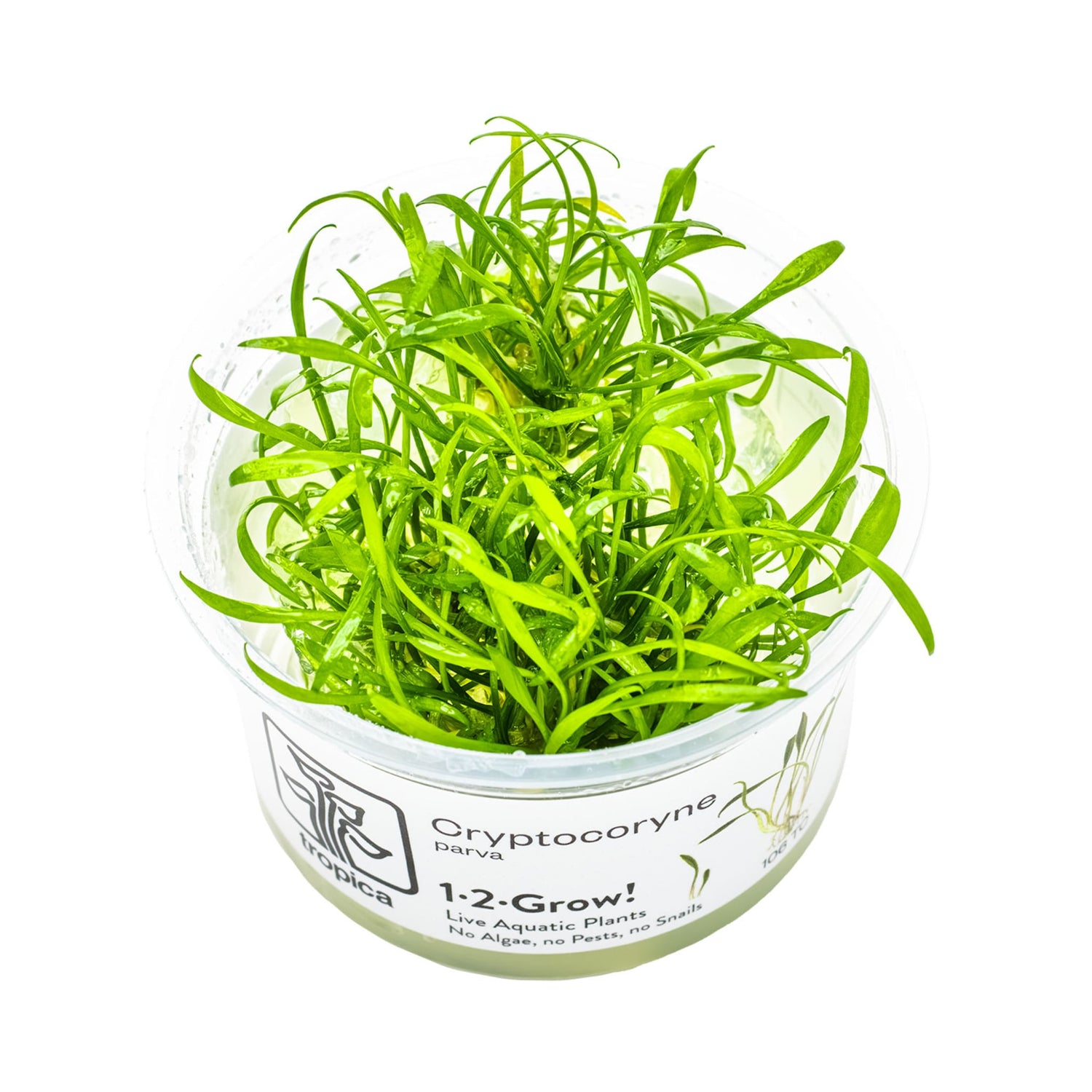 Tropica Cryptocoryne parva 1-2-GROW!