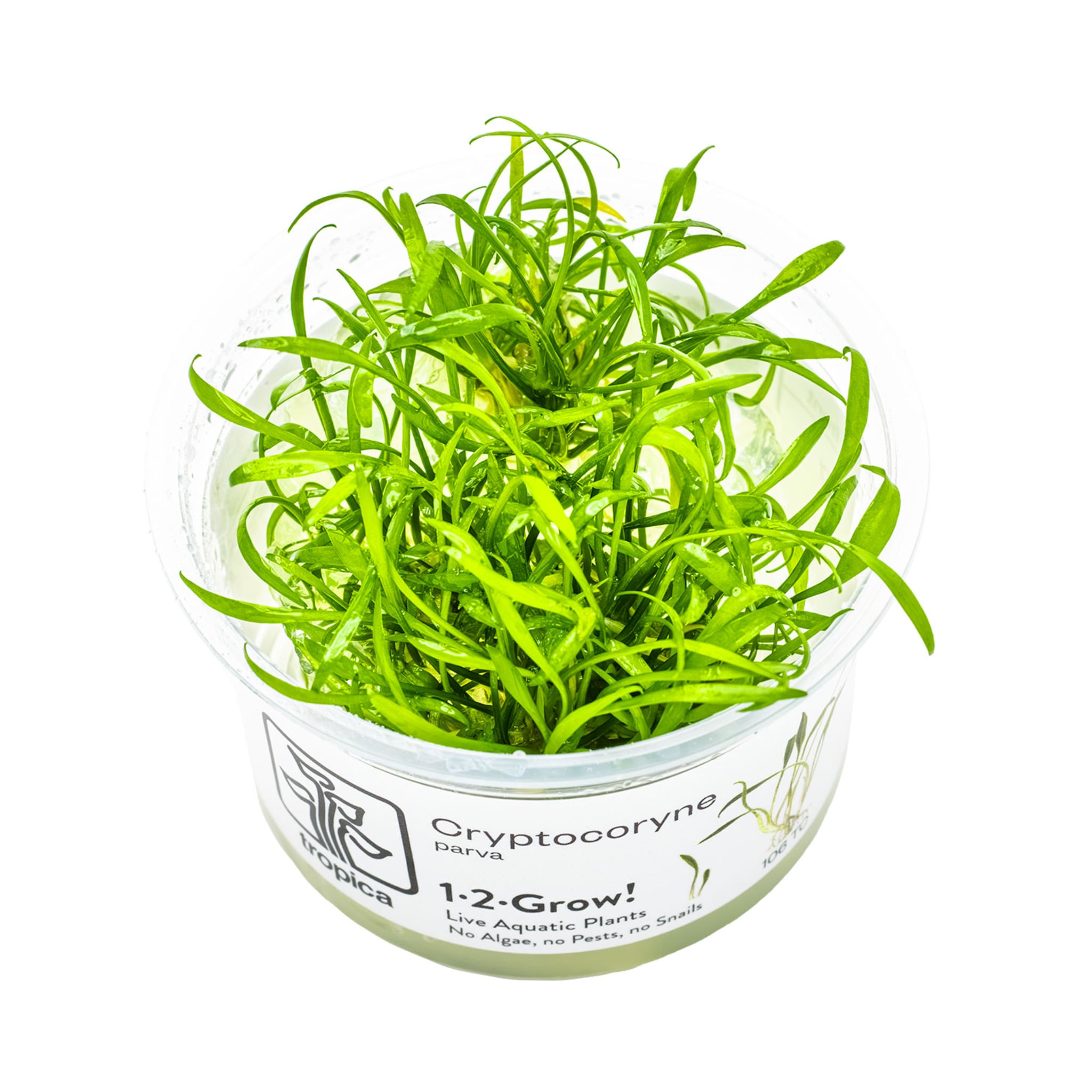 Tropica Cryptocoryne parva 1-2-GROW!
