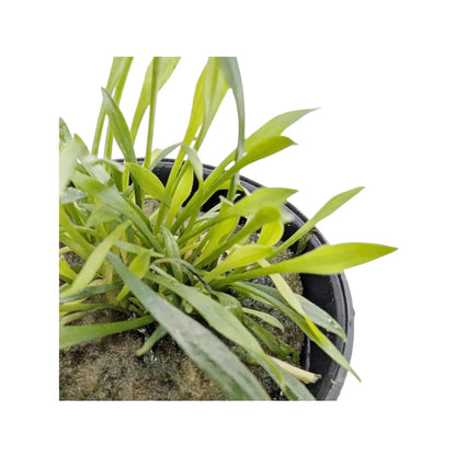 Cryptocoryne parva (Tiny cryptocoryne) Tropica