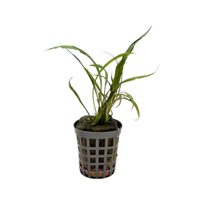 Cryptocoryne spiralis Aquafleur
