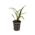 Cryptocoryne spiralis Aquafleur