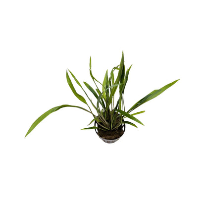 Cryptocoryne spiralis Aquafleur