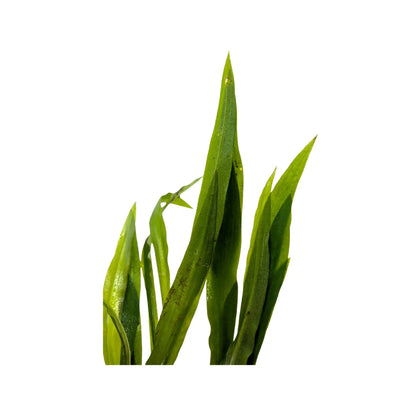 Cryptocoryne spiralis Aquafleur