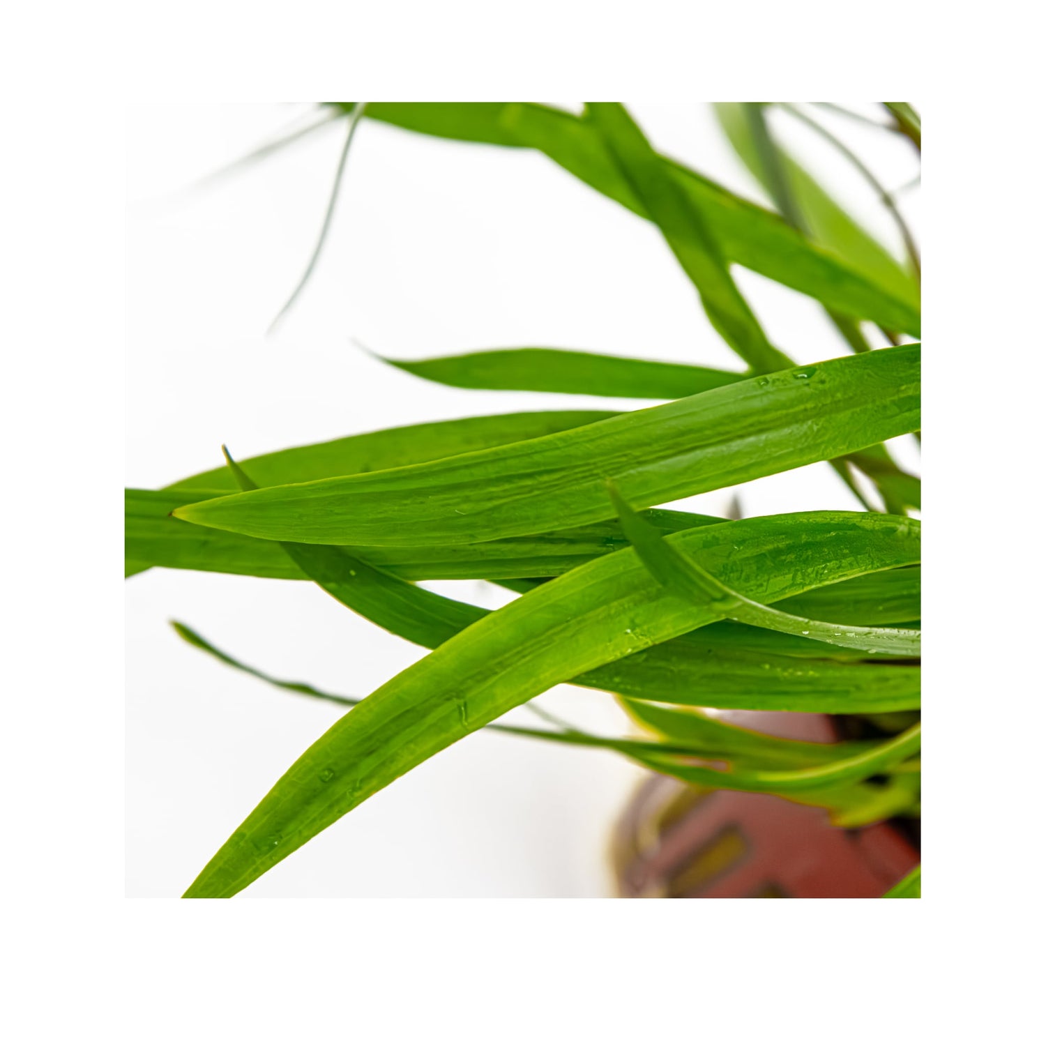 Cryptocoryne spiralis Red - Red Background Plant