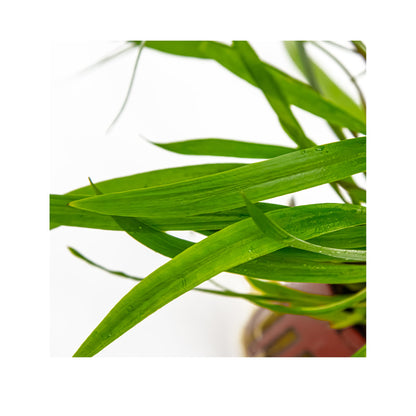 Cryptocoryne spiralis Red - Red Background Plant