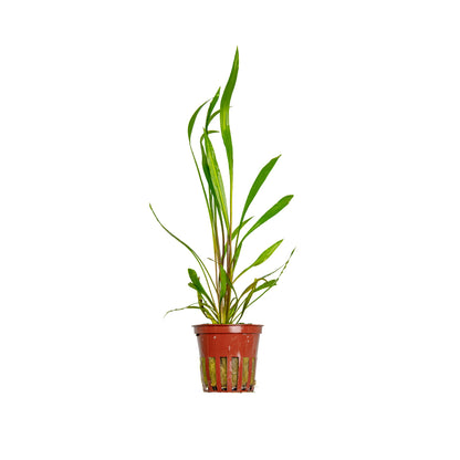 Cryptocoryne spiralis Red - Red Background Plant