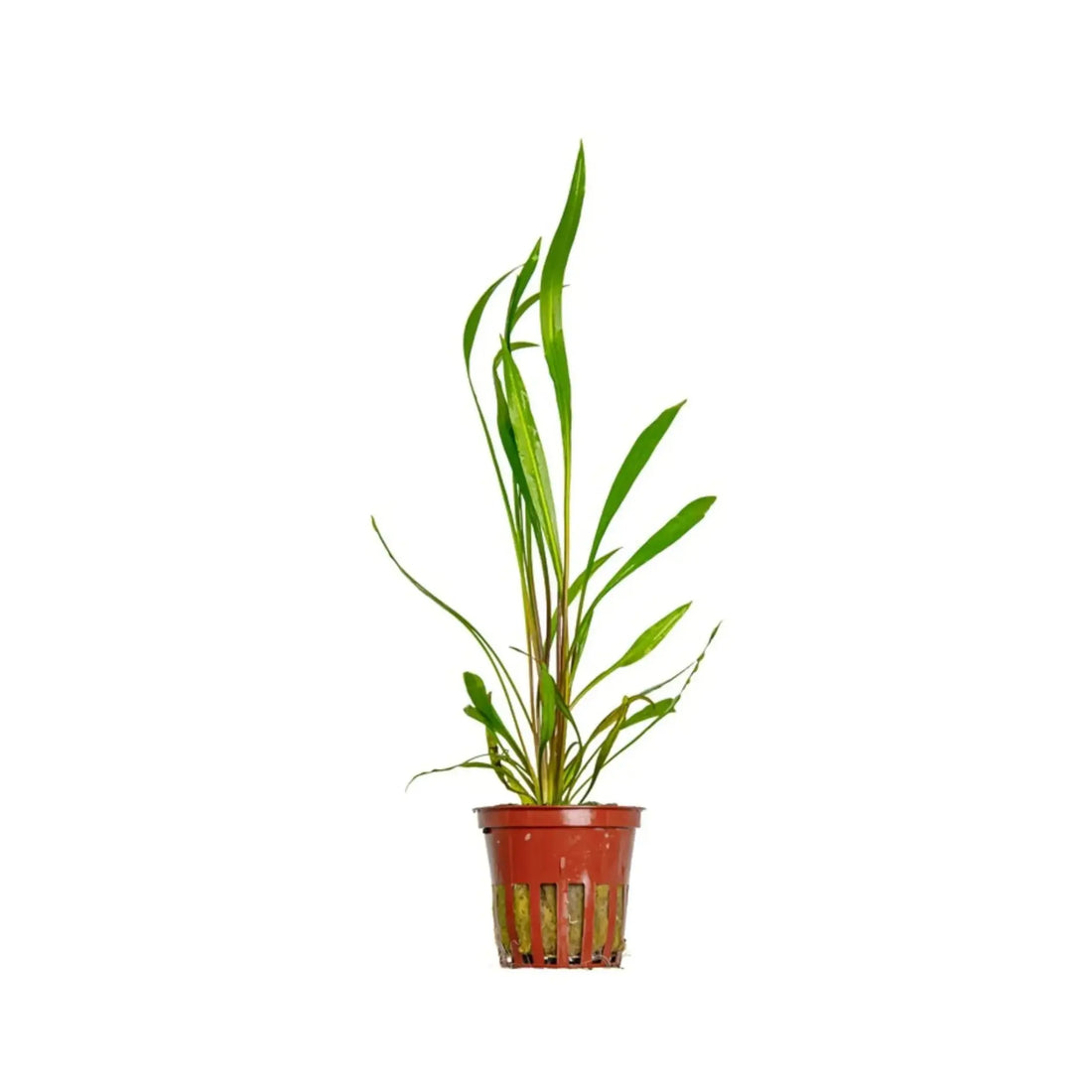 Cryptocoryne spiralis &