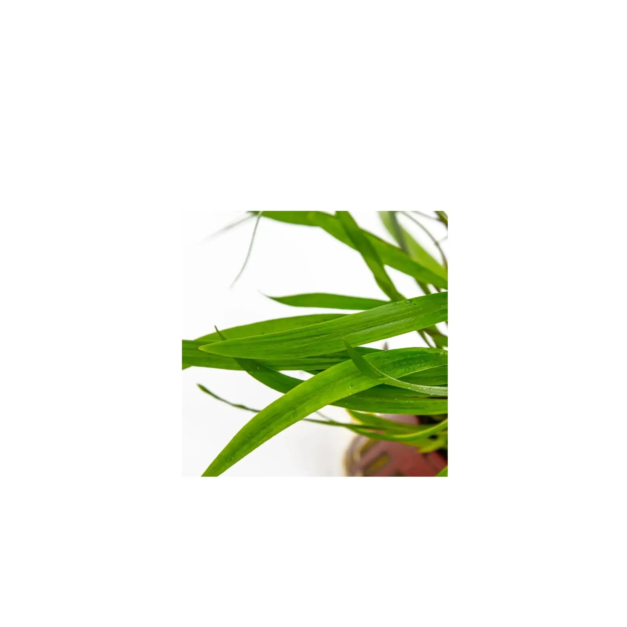 Cryptocoryne spiralis &