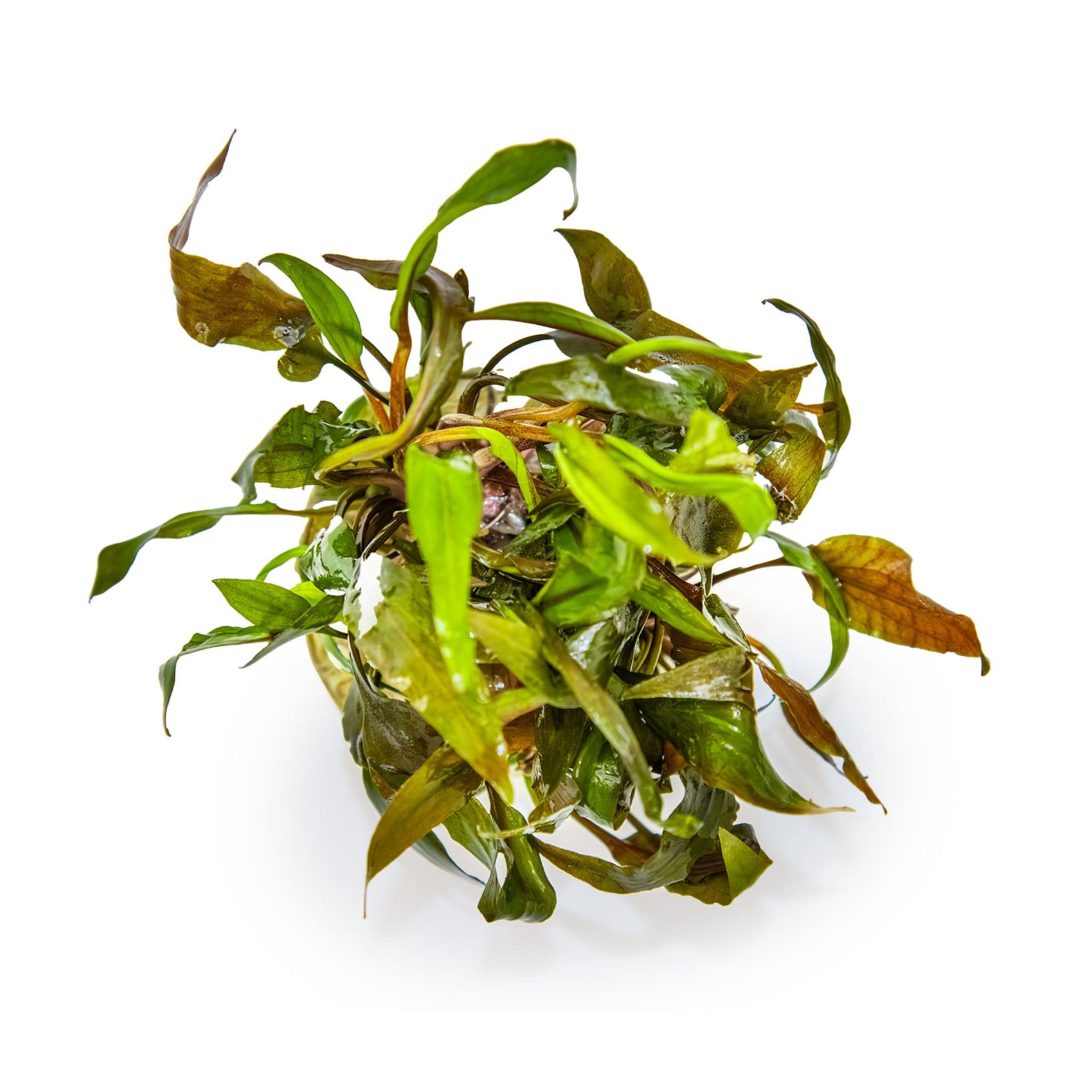 Tropica Cryptocoryne undulata Broad Leaf 1-2-GROW!