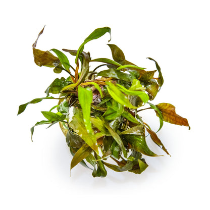 Tropica Cryptocoryne undulata Broad Leaf 1-2-GROW!