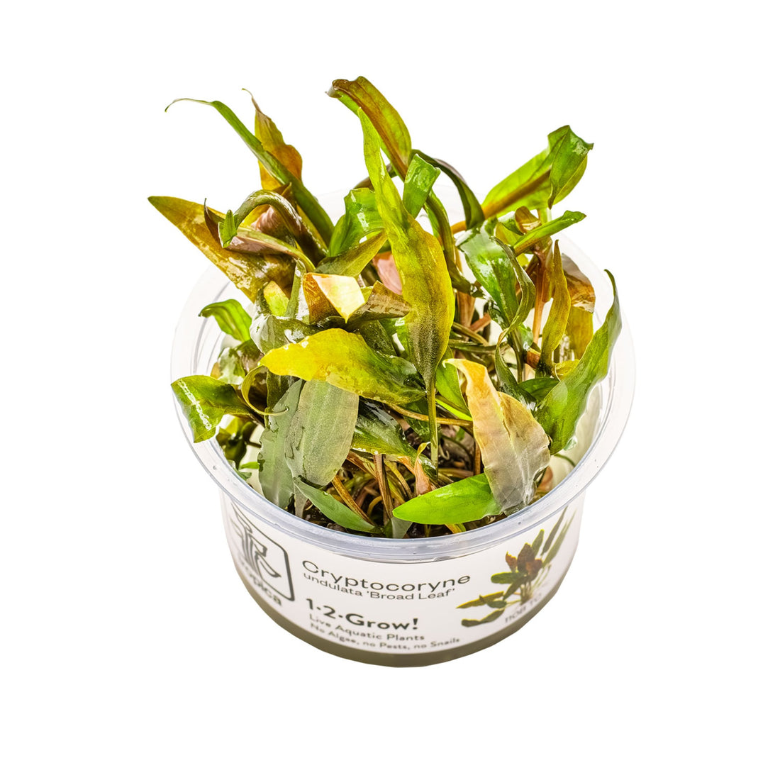 Tropica Cryptocoryne undulata Broad Leaf 1-2-GROW!