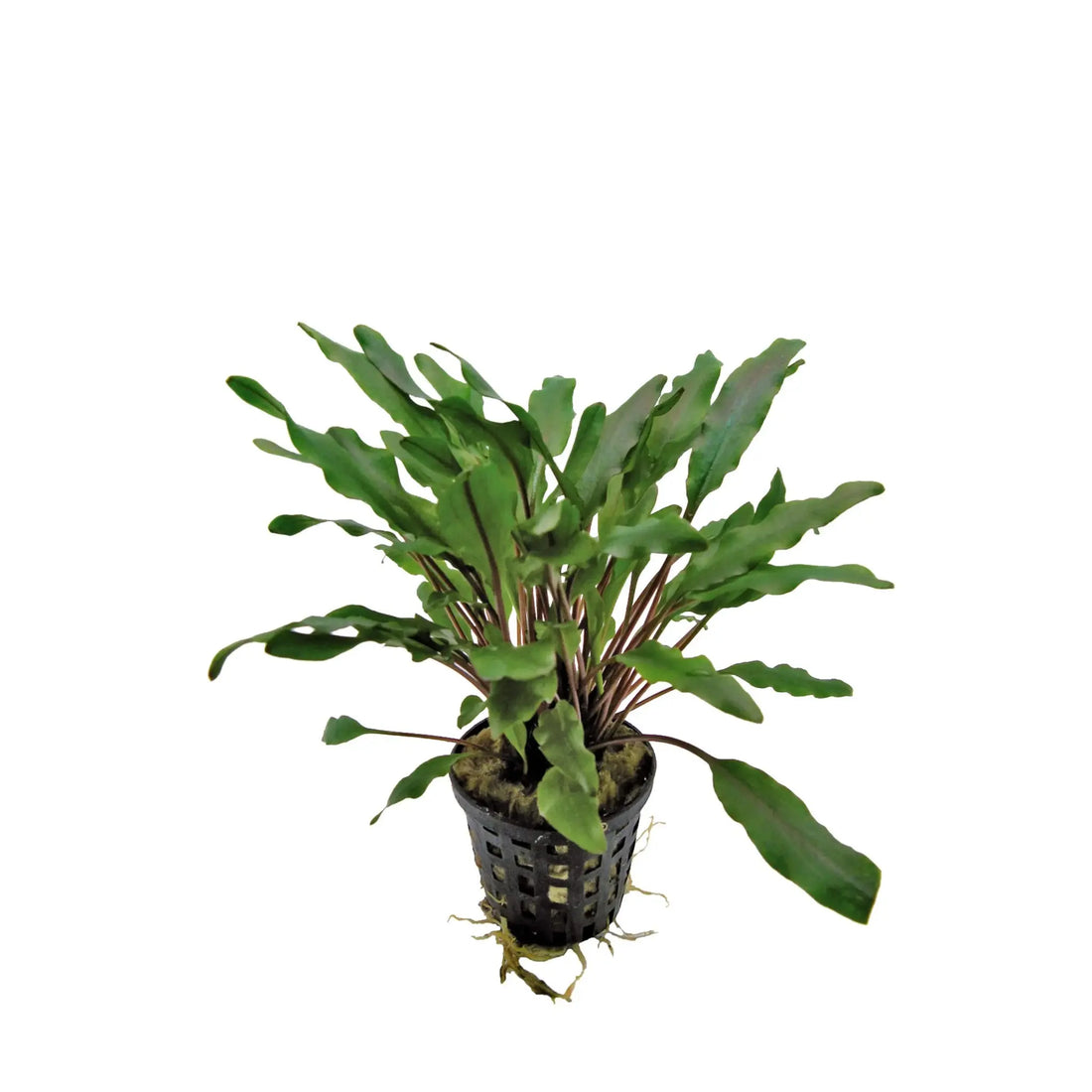 Cryptocoryne undulatus Green Aquafleur