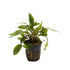 Cryptocoryne undulatus Green Aquafleur