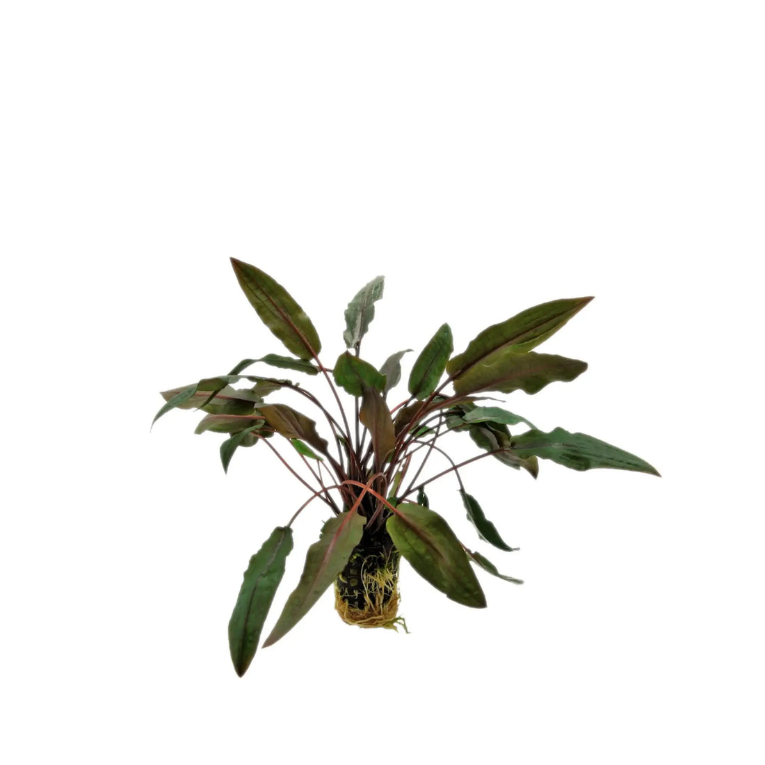 Cryptocoryne undulatus brown Aquafleur