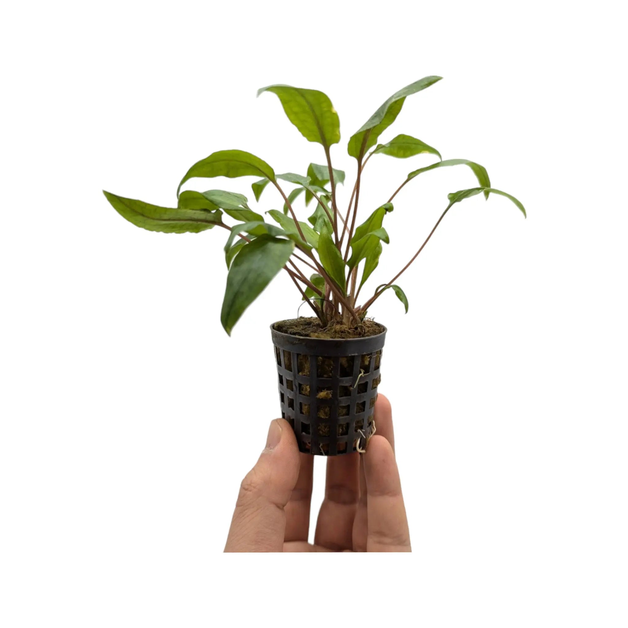 Cryptocoryne undulatus kasselman Aquafleur