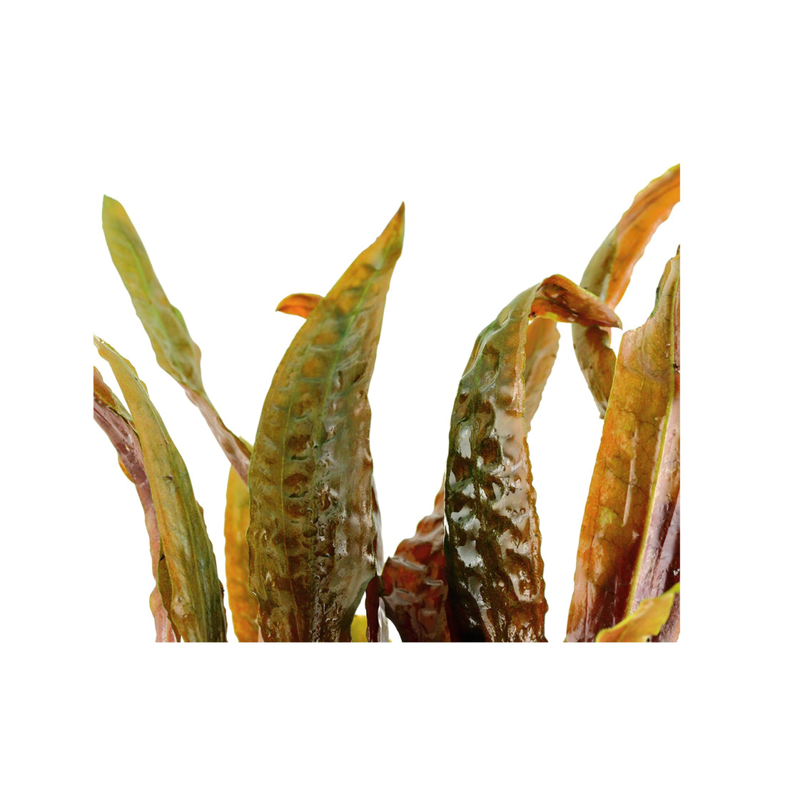 Cryptocoryne usteriana