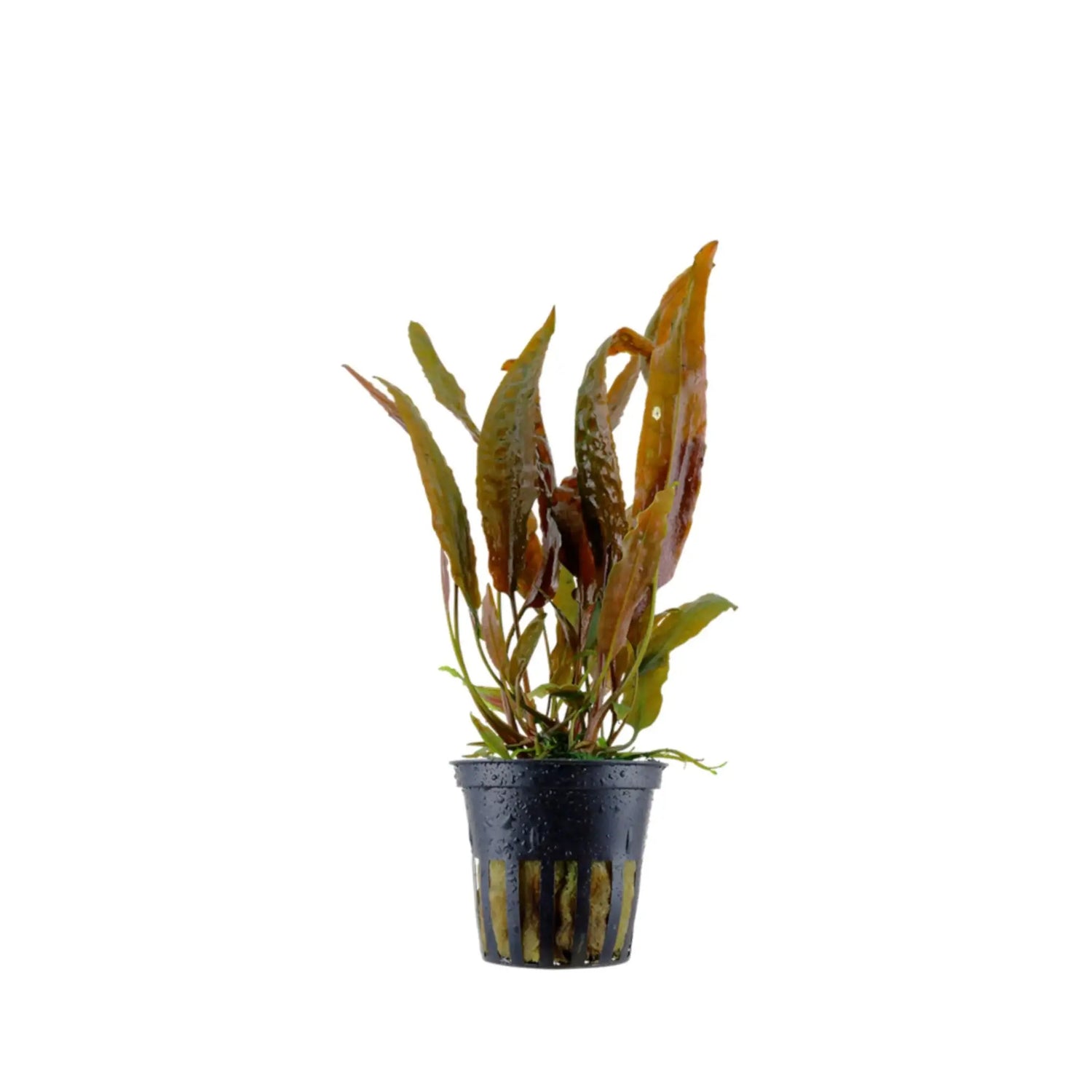 Cryptocoryne usteriana Tropica