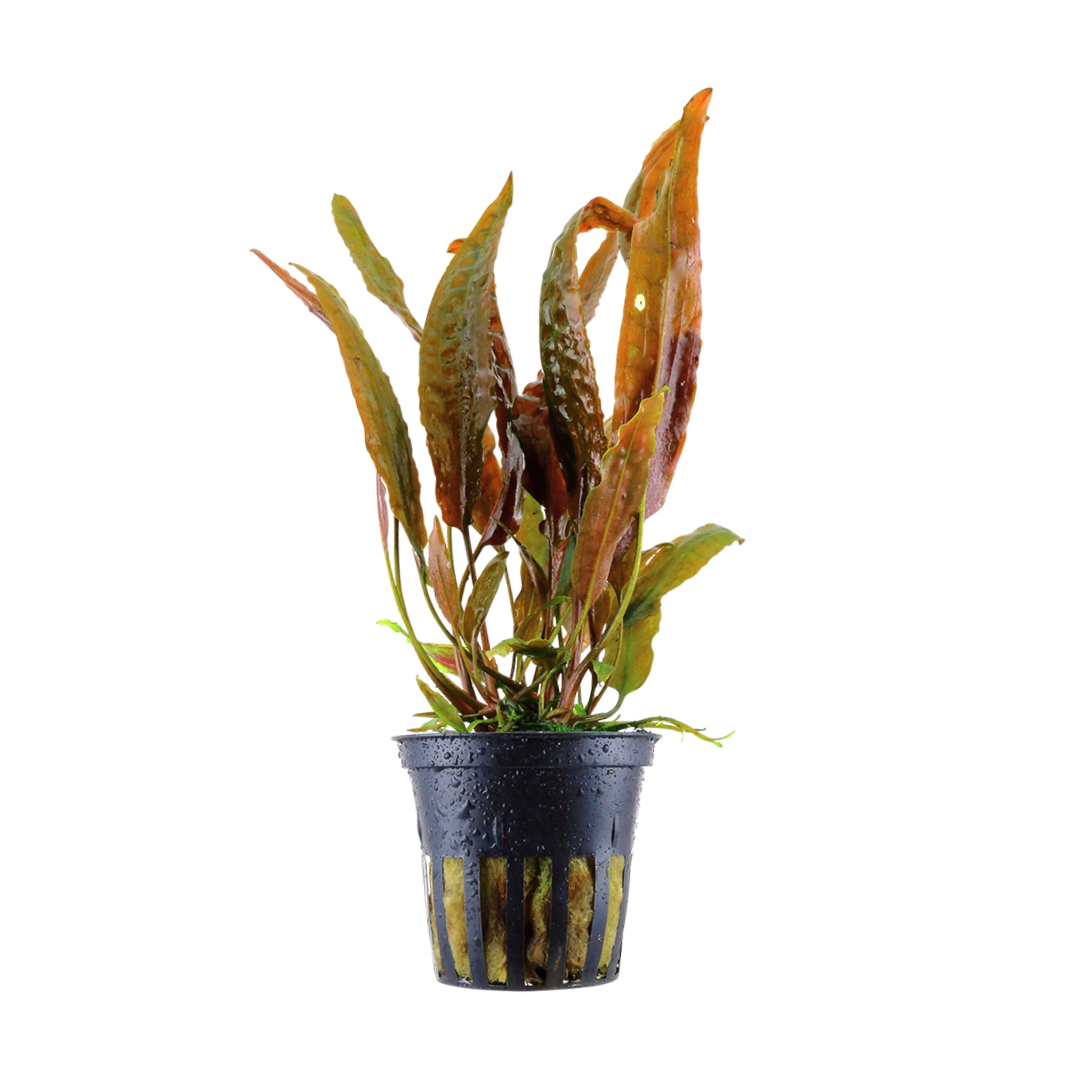 Cryptocoryne usteriana