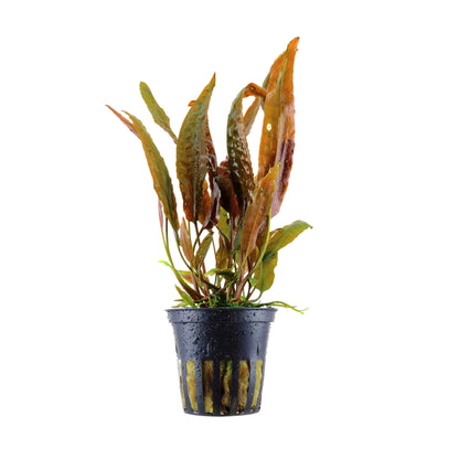 Cryptocoryne usteriana