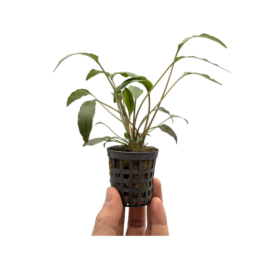 Cryptocoryne walkeri Aquafleur