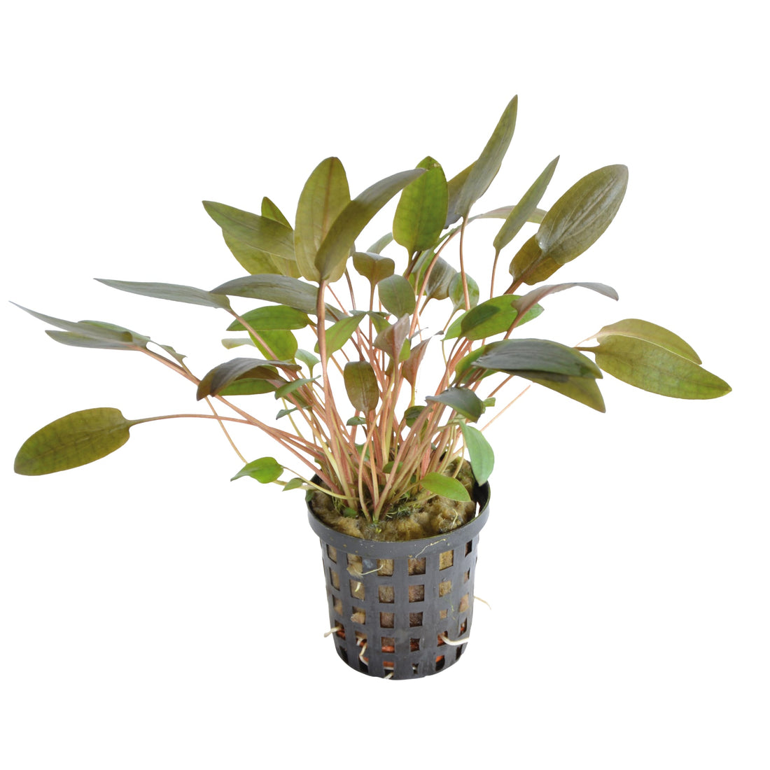 Cryptocoryne wendtii Brown