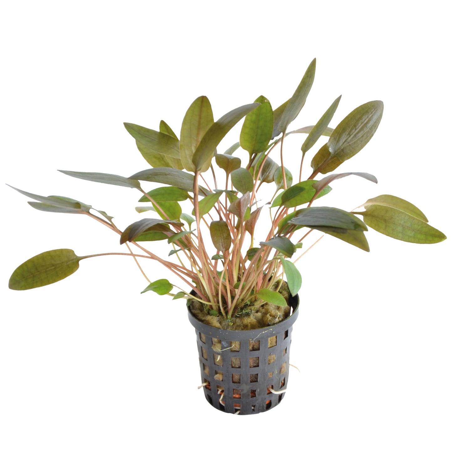 Cryptocoryne wendtii Brown - Classic Aquarium Plant