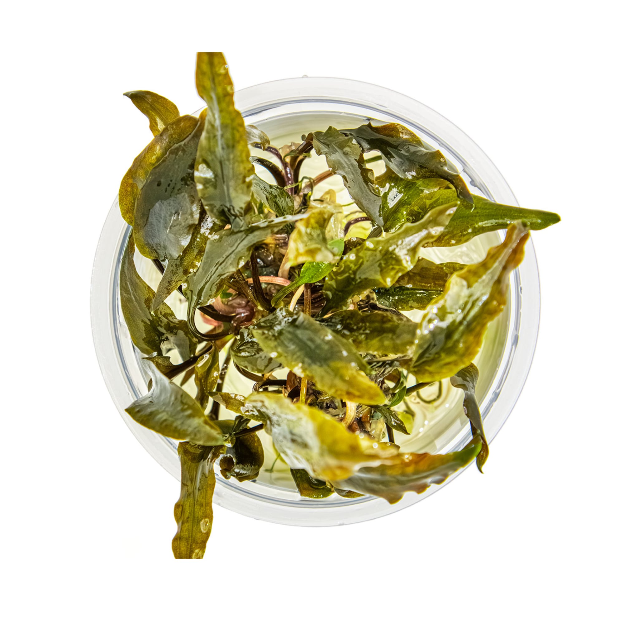 Tropica Cryptocoryne wendtii Mi Oya 1-2-Grow!