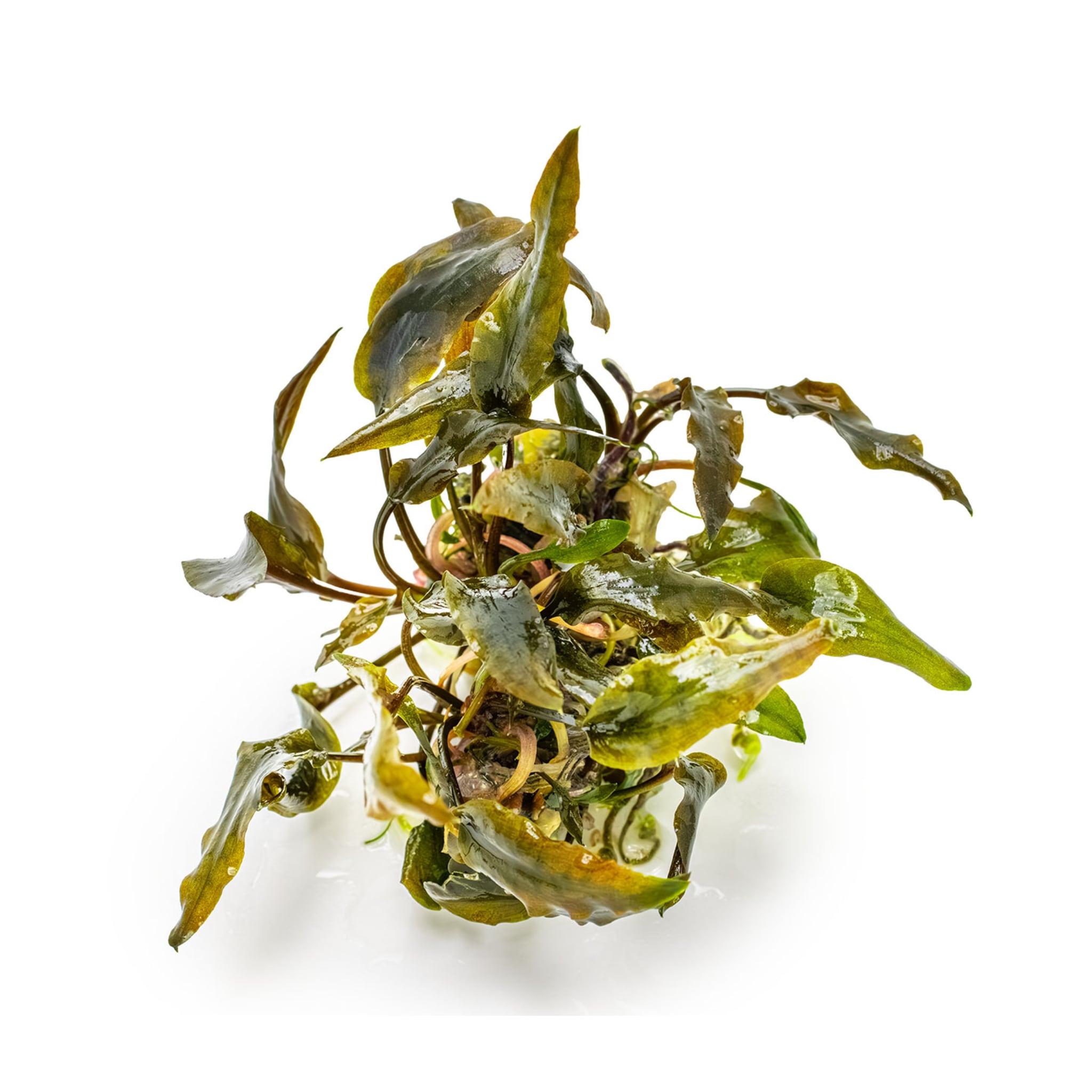 Tropica Cryptocoryne wendtii Mi Oya 1-2-Grow!