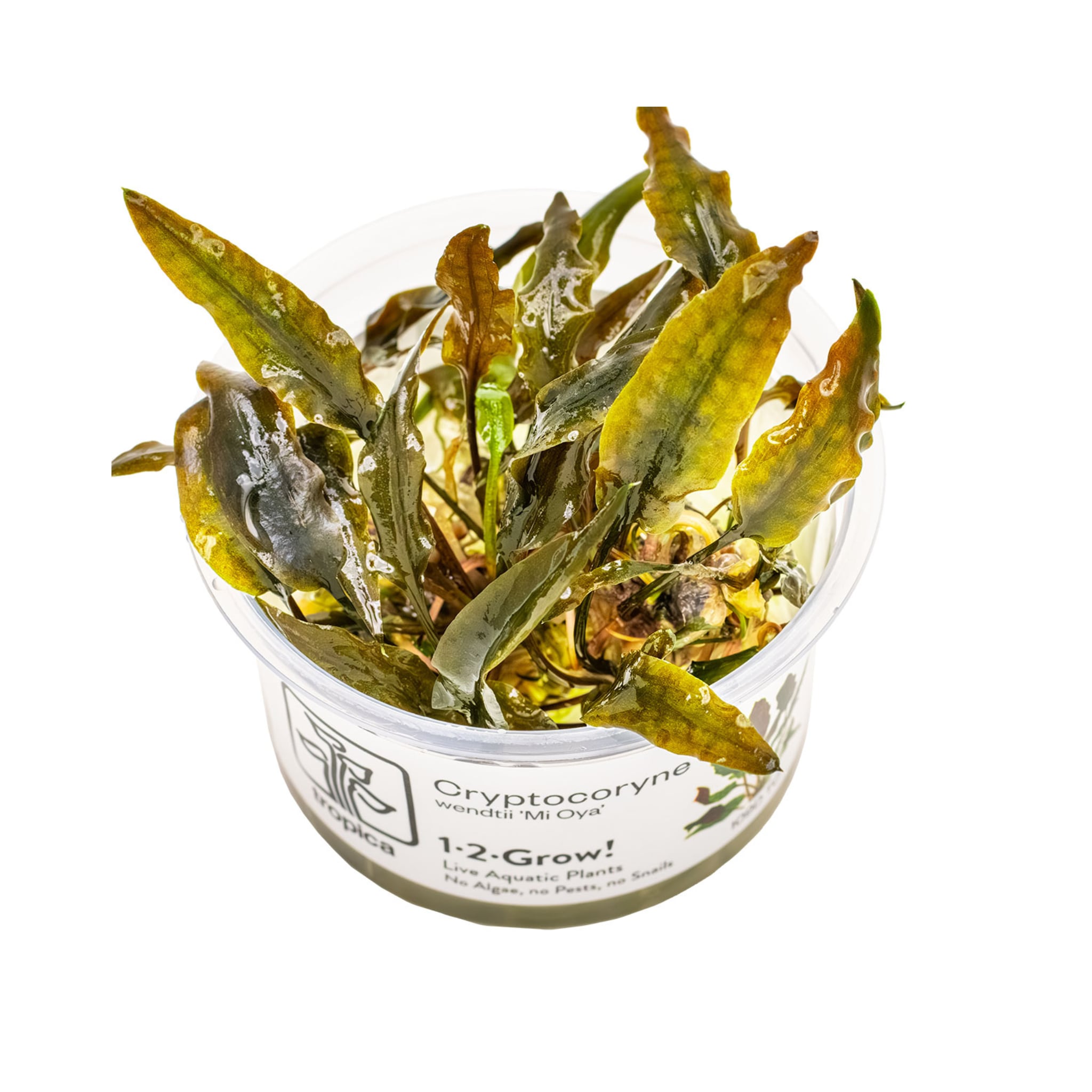 Tropica Cryptocoryne wendtii Mi Oya 1-2-Grow!