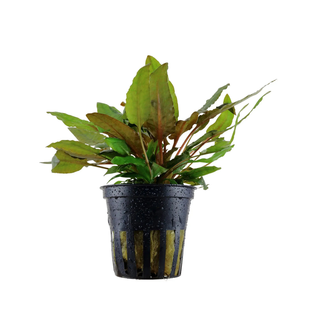 Cryptocoryne wendtii Tropica (Crypt Bronze) Tropica