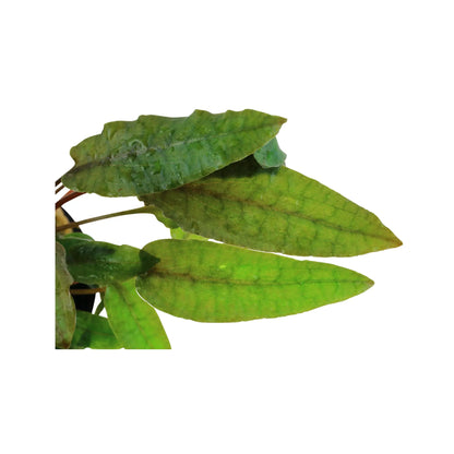 Cryptocoryne wendtii Tropica (Crypt Bronze) Tropica