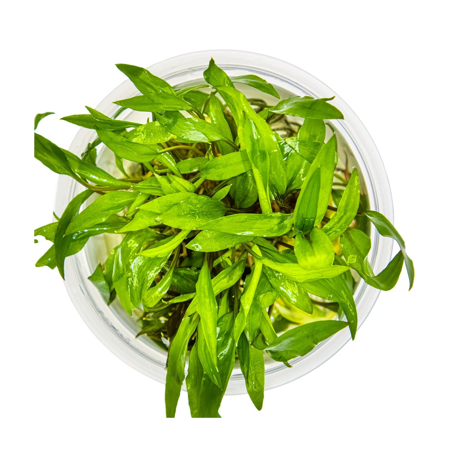 Tropica Cryptocoryne wendtii &