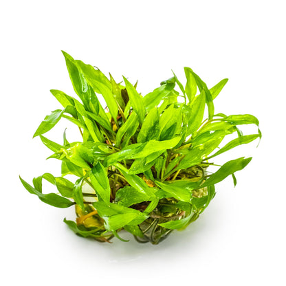 Tropica Cryptocoryne wendtii &