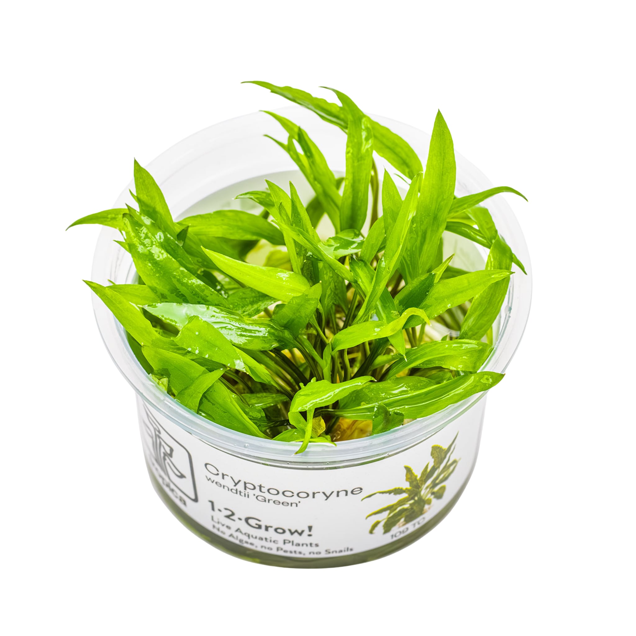 Tropica Cryptocoryne wendtii 'green' 1-2-GROW - Aqua Essentials