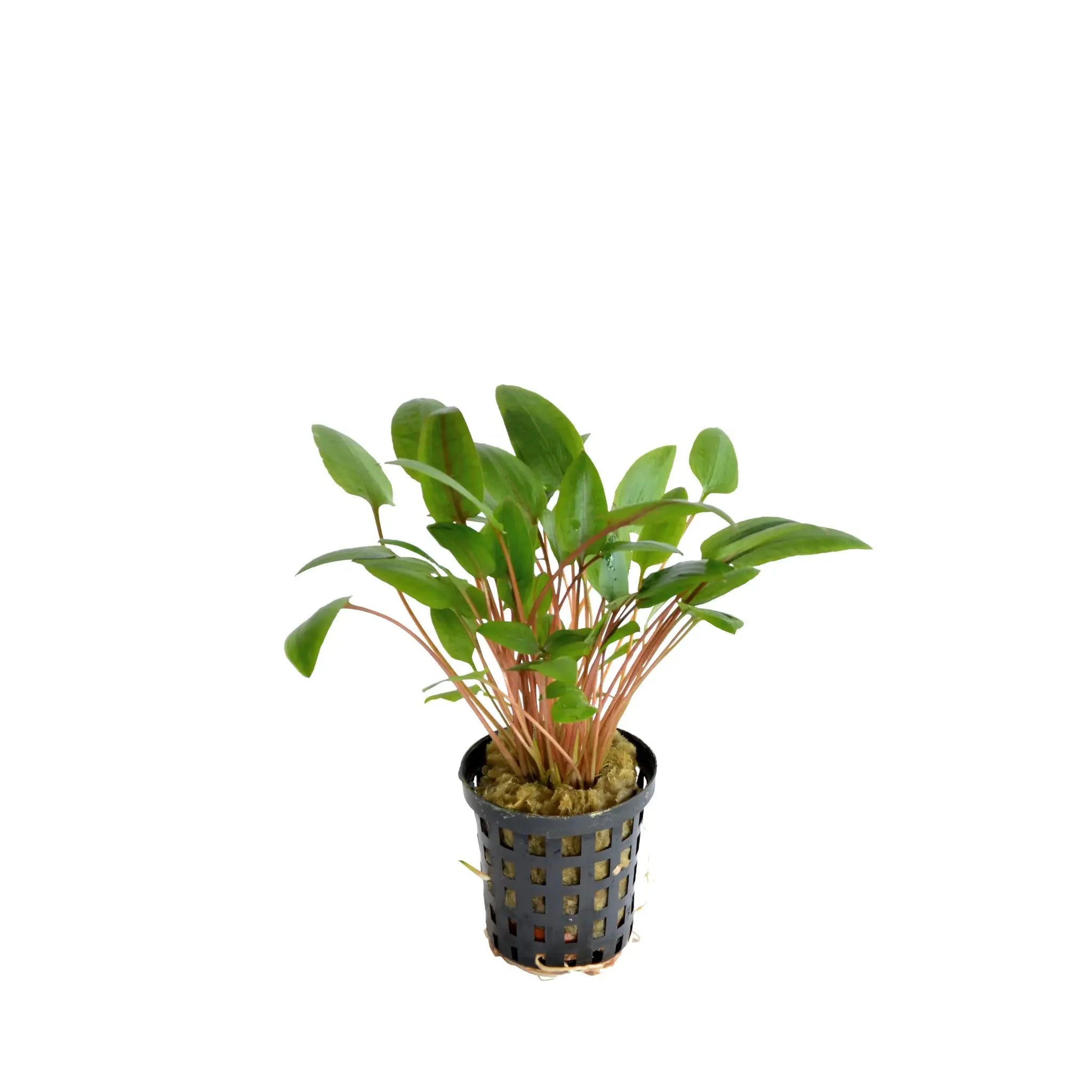 Cryptocoryne wendtii green Aquafleur