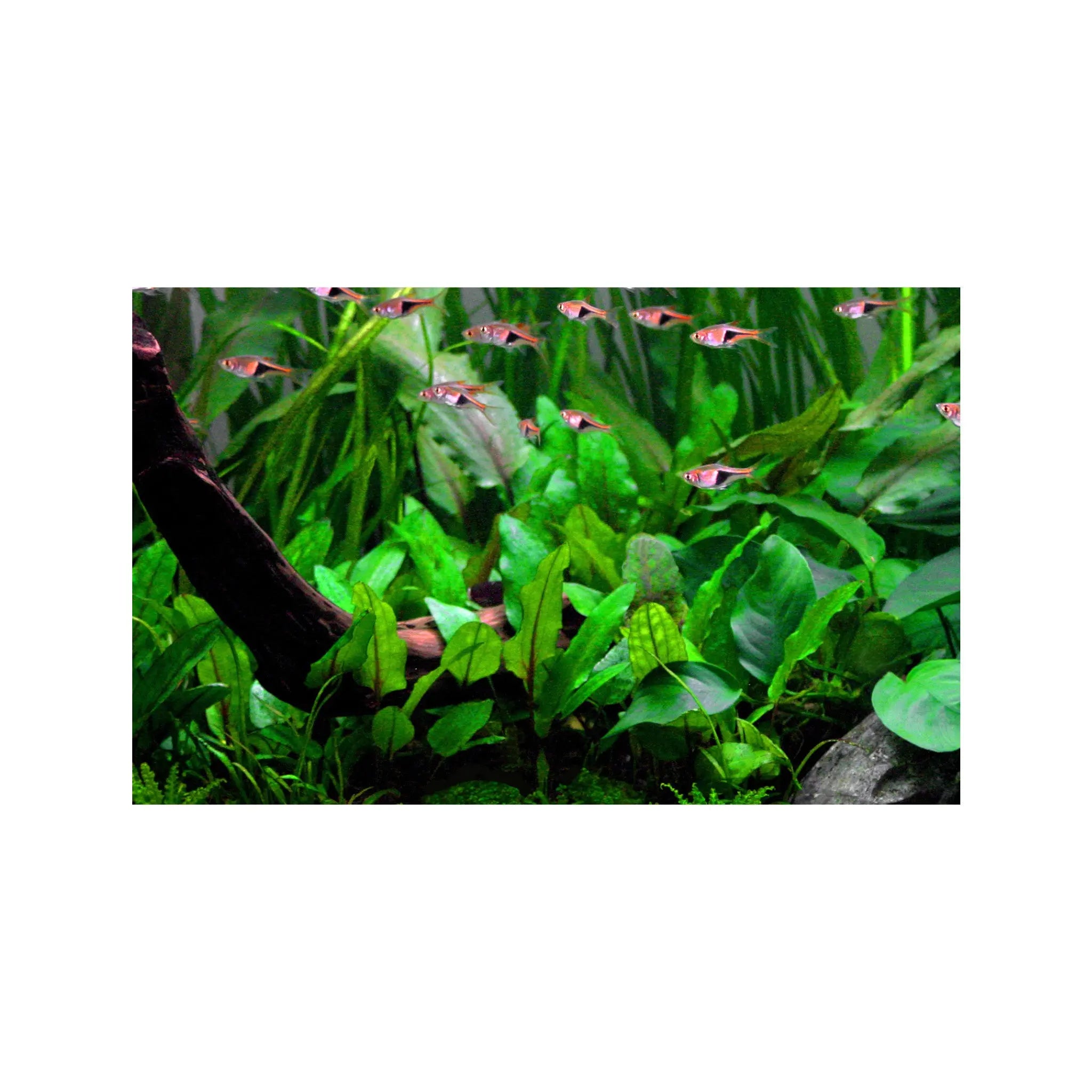 Cryptocoryne wendtii green Aquafleur