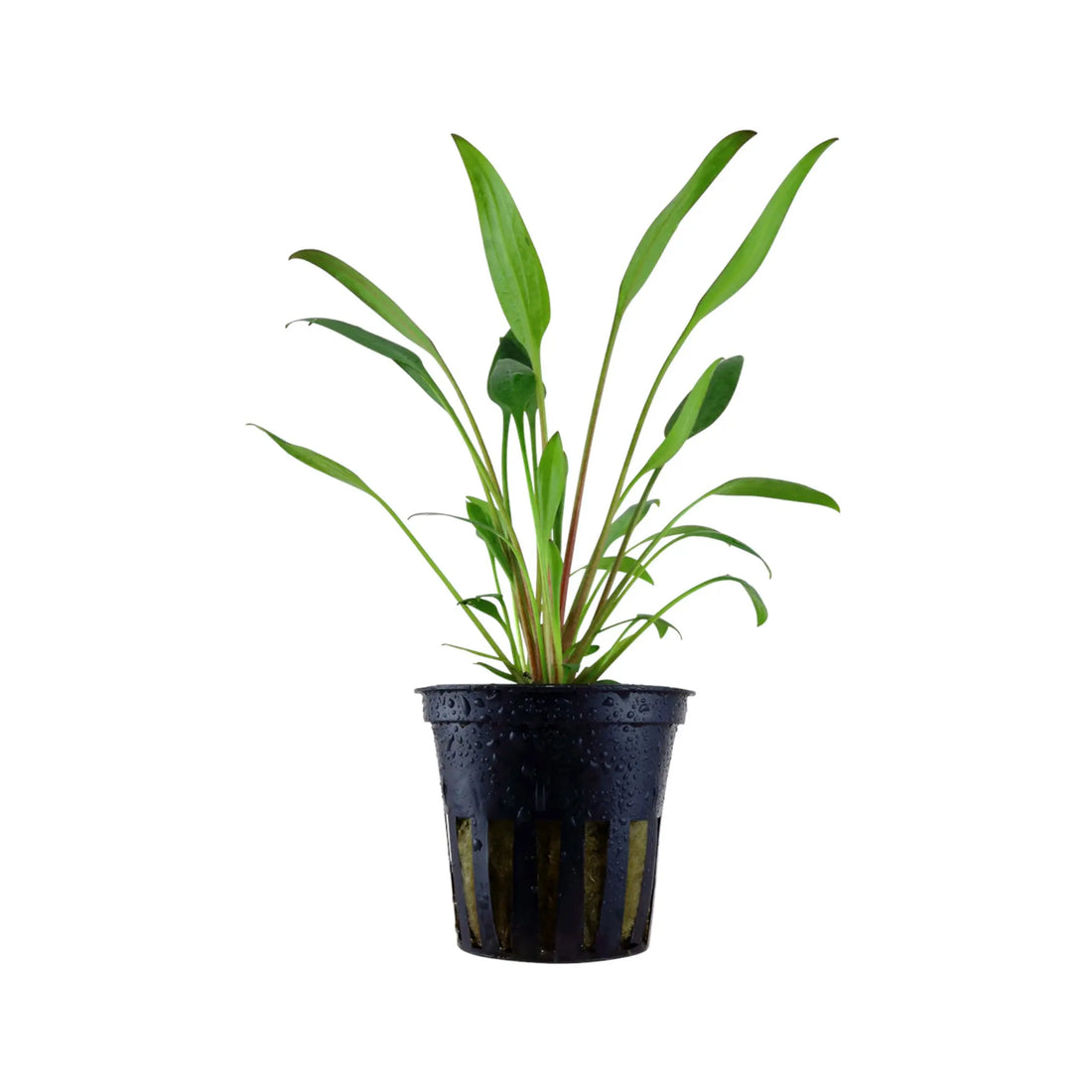 Cryptocoryne x willisii Tropica