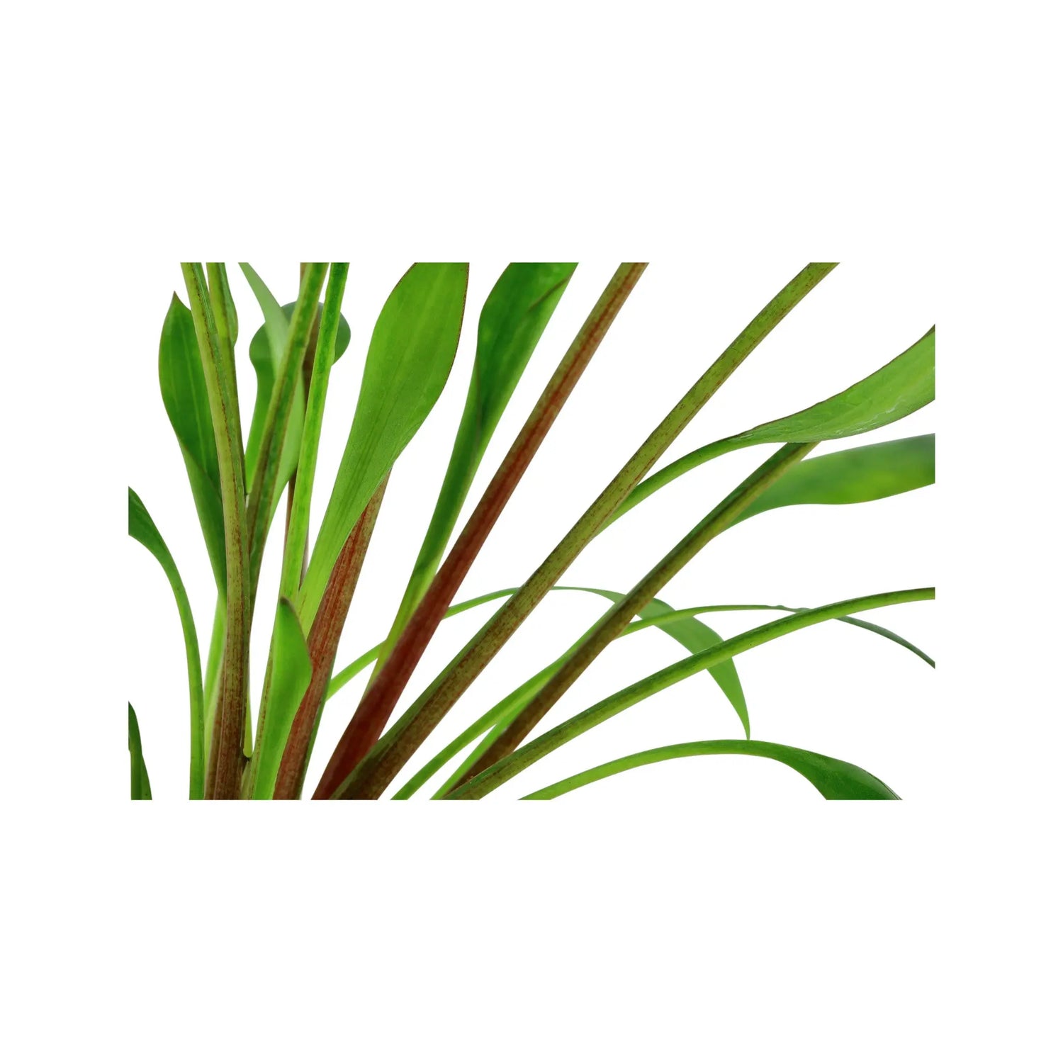 Cryptocoryne x willisii Tropica