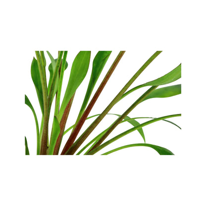 Cryptocoryne x willisii Tropica