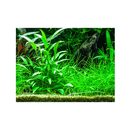 Cryptocoryne x willisii Tropica