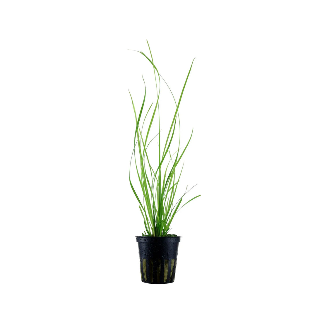 Cyperus helferi Aquafleur