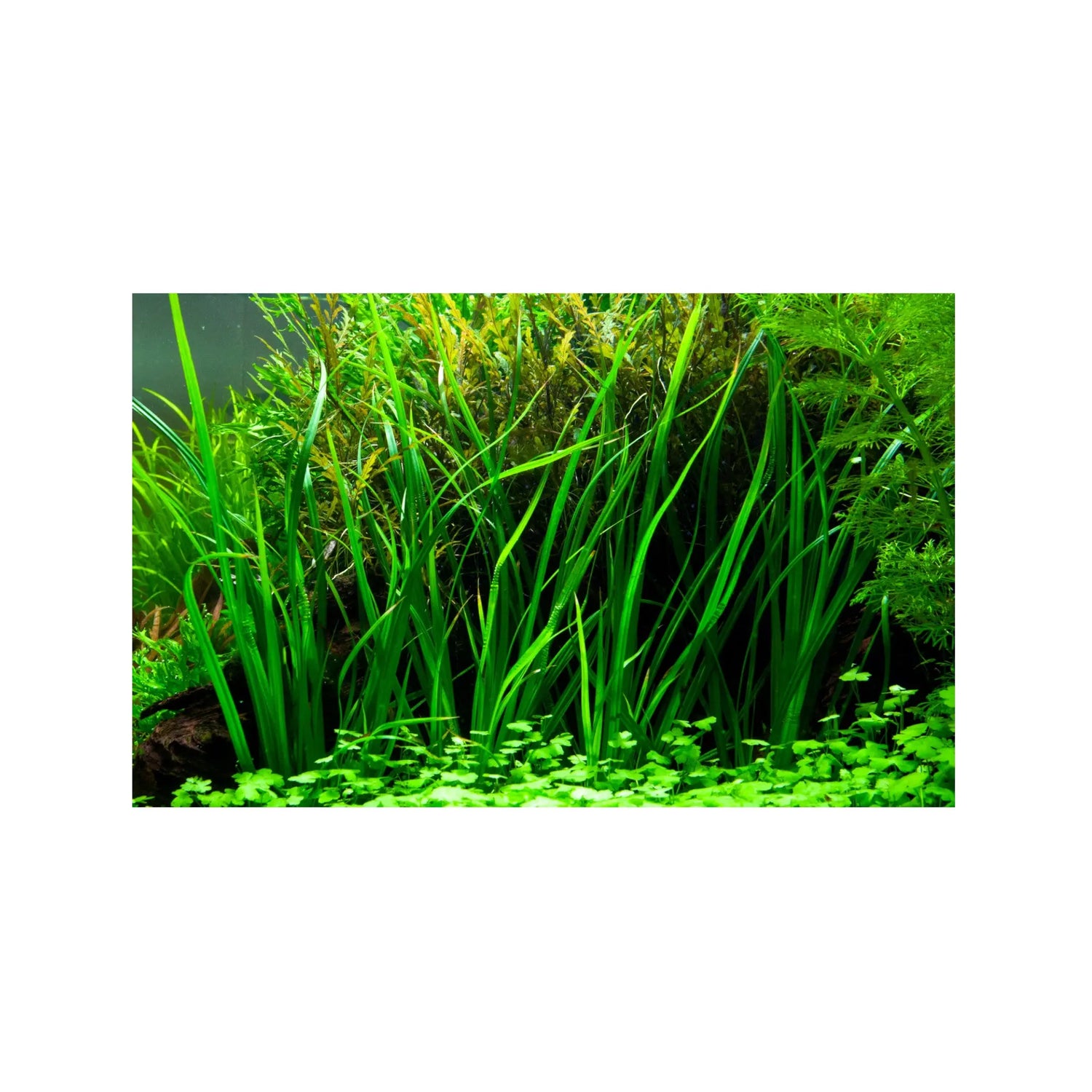 AquaOne Cyperus helferi Aquariumplanten, 3 stuks, volledig geworteld, eenvoudig te onderhouden, aquascaping decoratie AquaOne Cyperus helferi Aquariumplanten, 3 stuks, volledig geworteld, eenvoudig te onderhouden, aquascaping decoratie