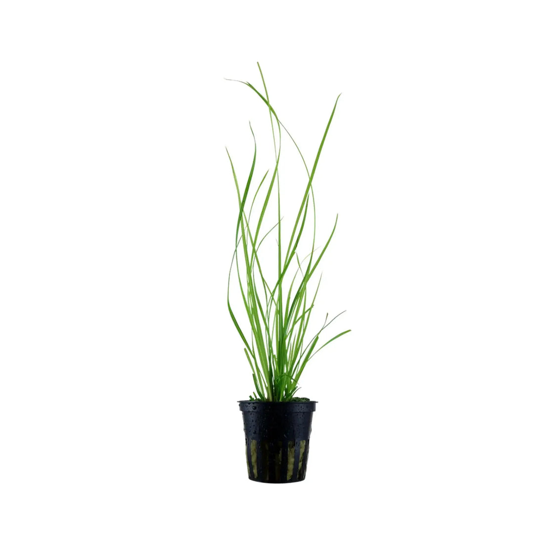 Cyperus helferi Tropica