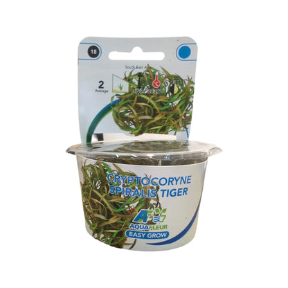 Easy Grow Cryptocoryne Spiralis Tiger Aquafleur