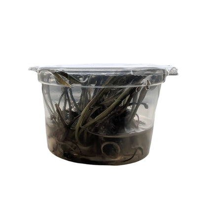 Easy Grow Cryptocoryne Spiralis Tiger Aquafleur