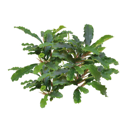 Easy Grow Bucephalandra Green Velvet
