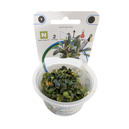 Easy Grow Bucephalandra theia