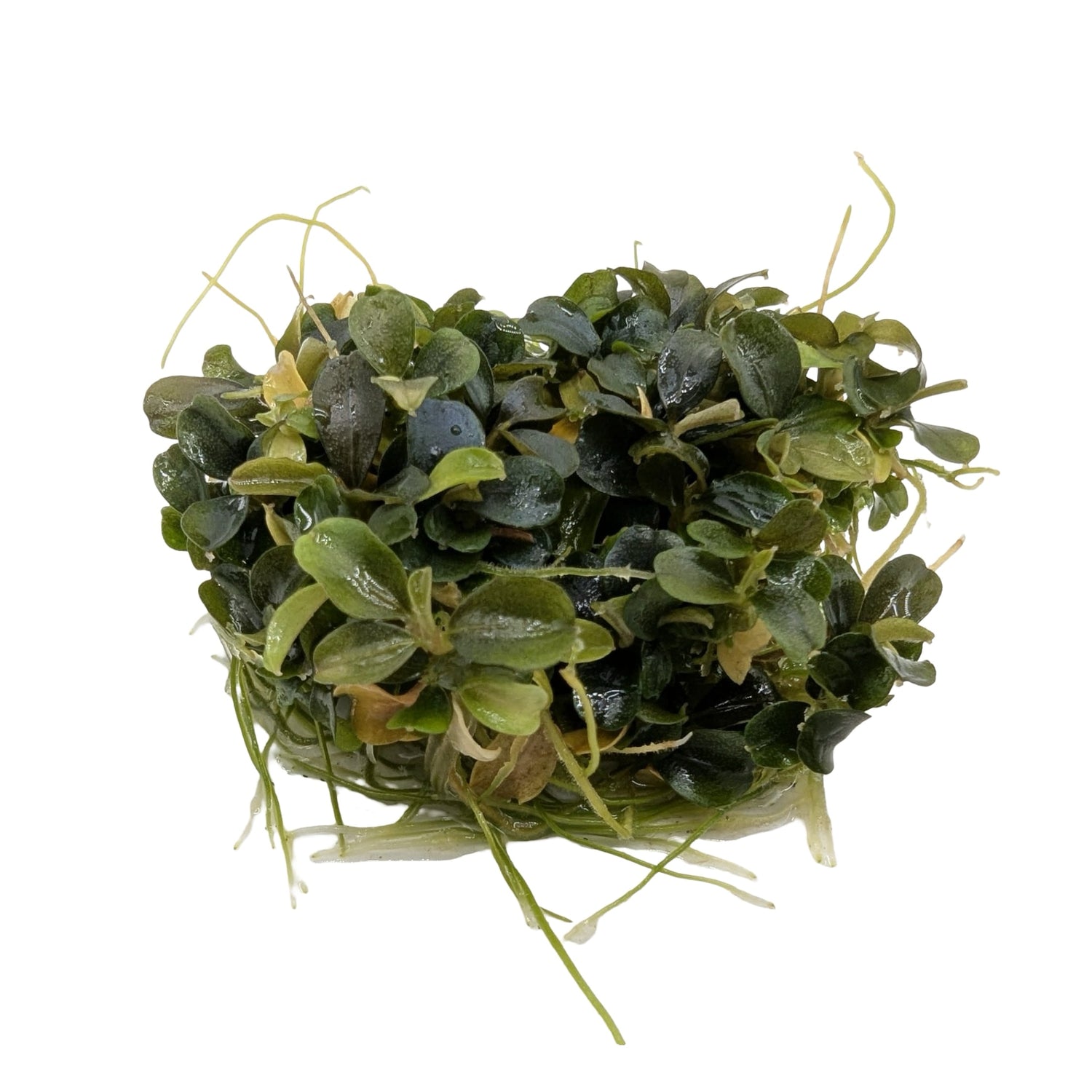 Easy Grow Bucephalandra theia